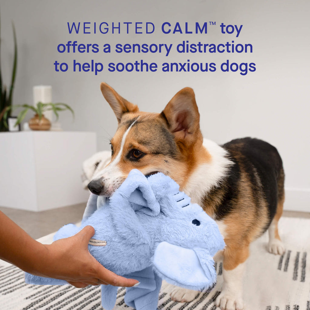 Weighted Calming Toy - MACZ