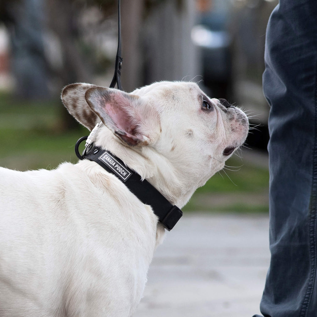 Waterproof Collar - MEF4