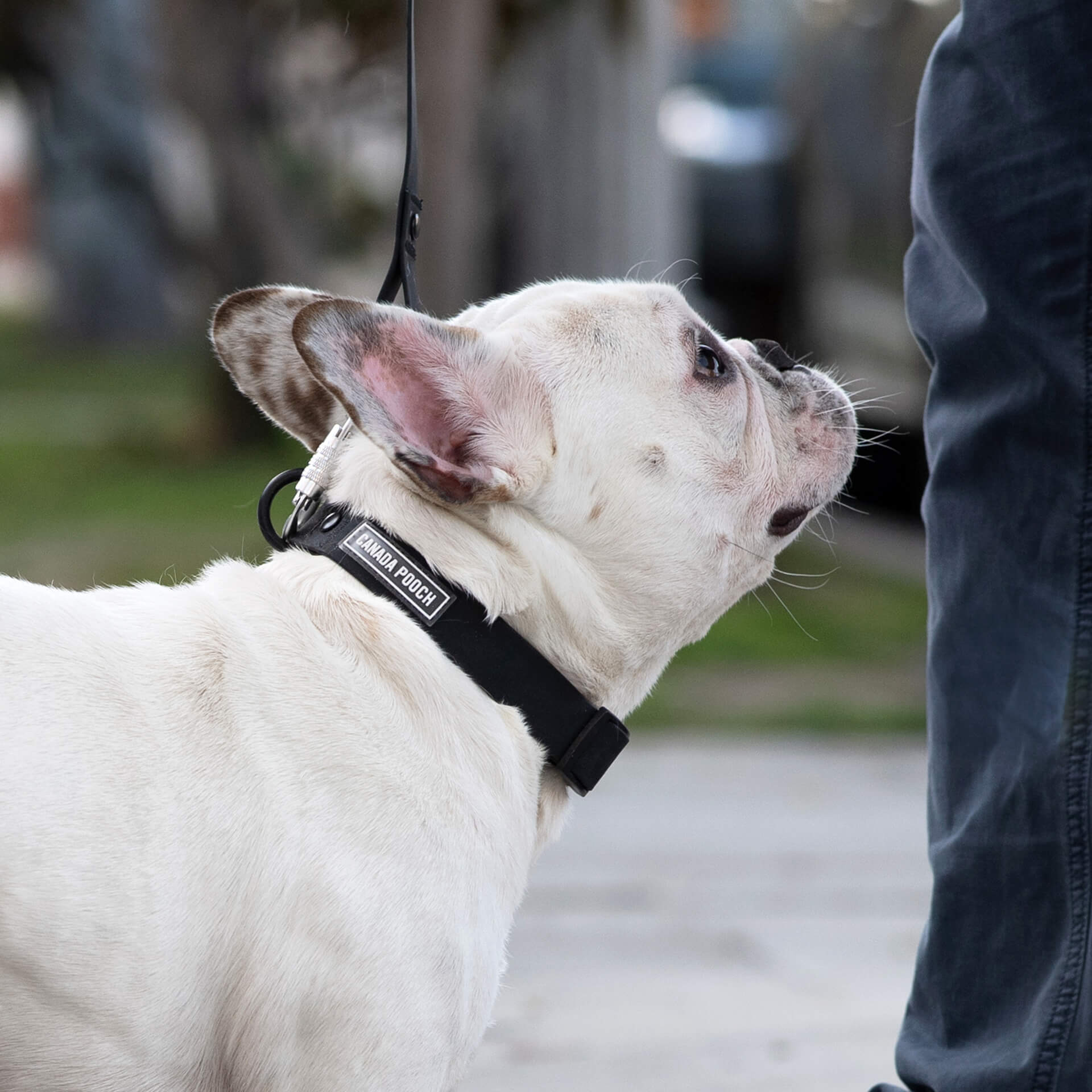 Waterproof Collar - MEF4