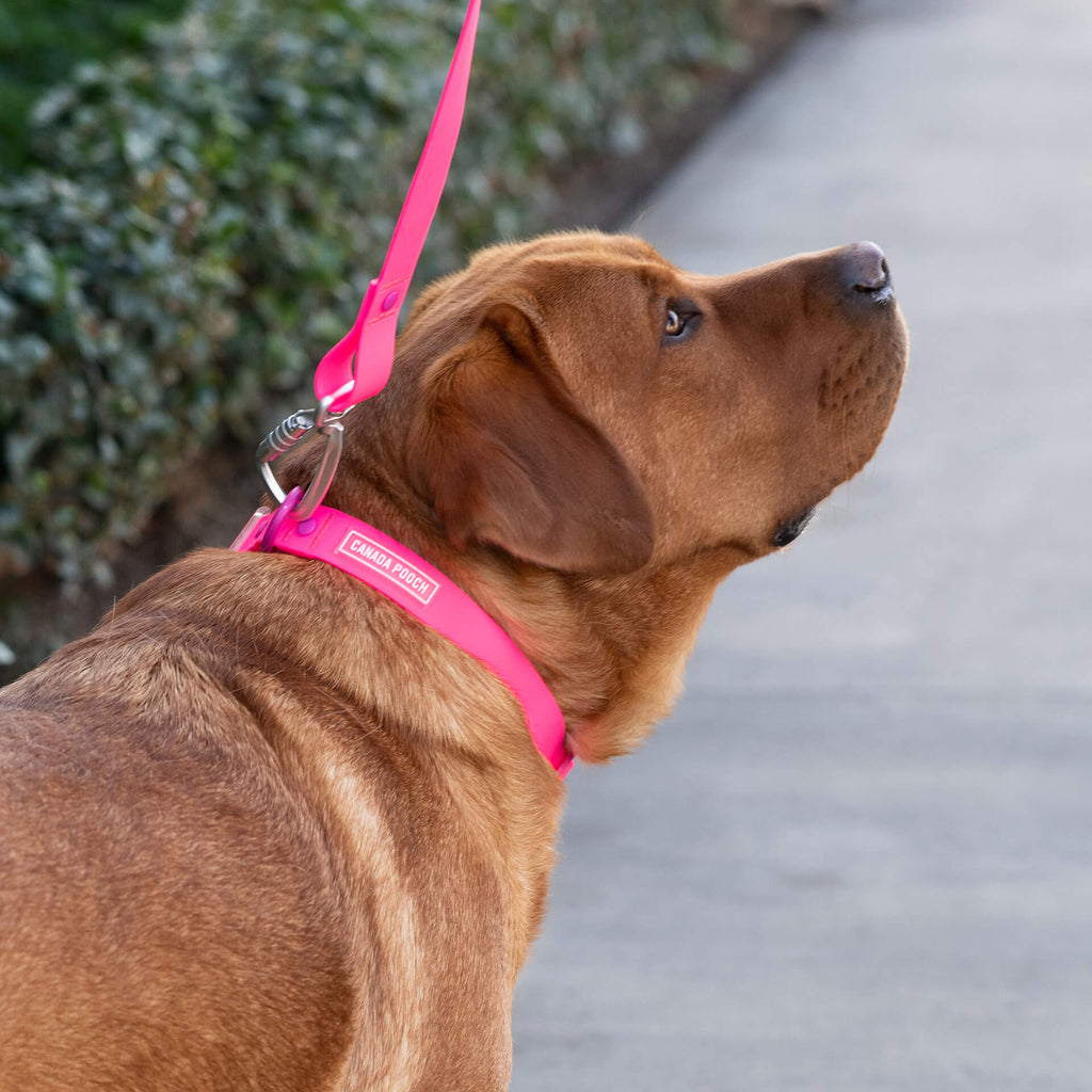 Waterproof Collar - MEF4
