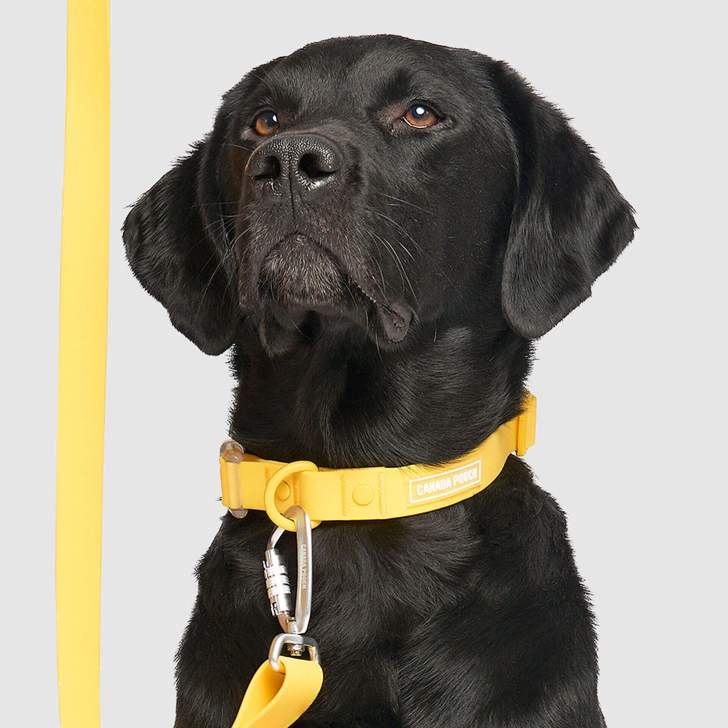 Waterproof Collar - MEF4