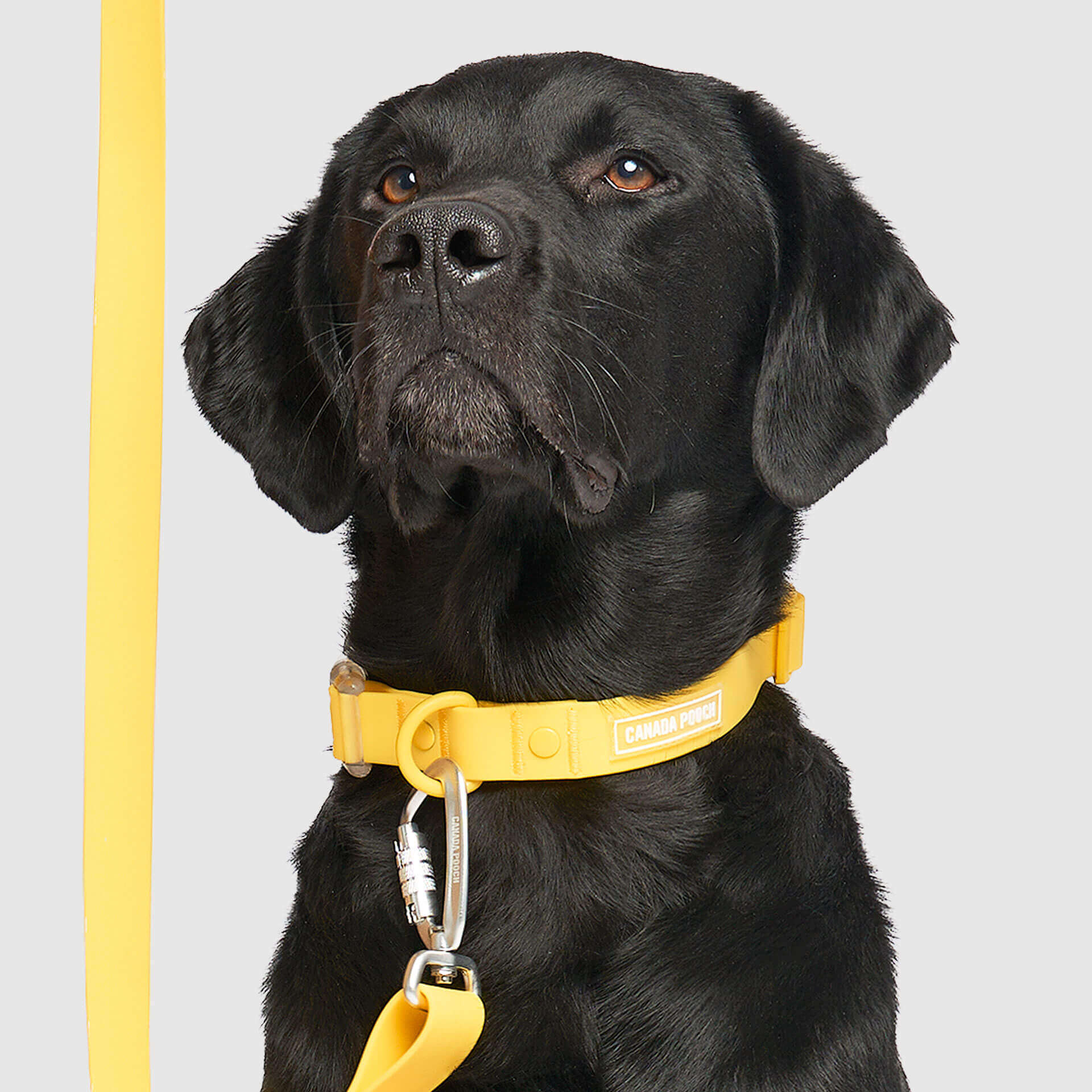 Waterproof Collar - MEF4