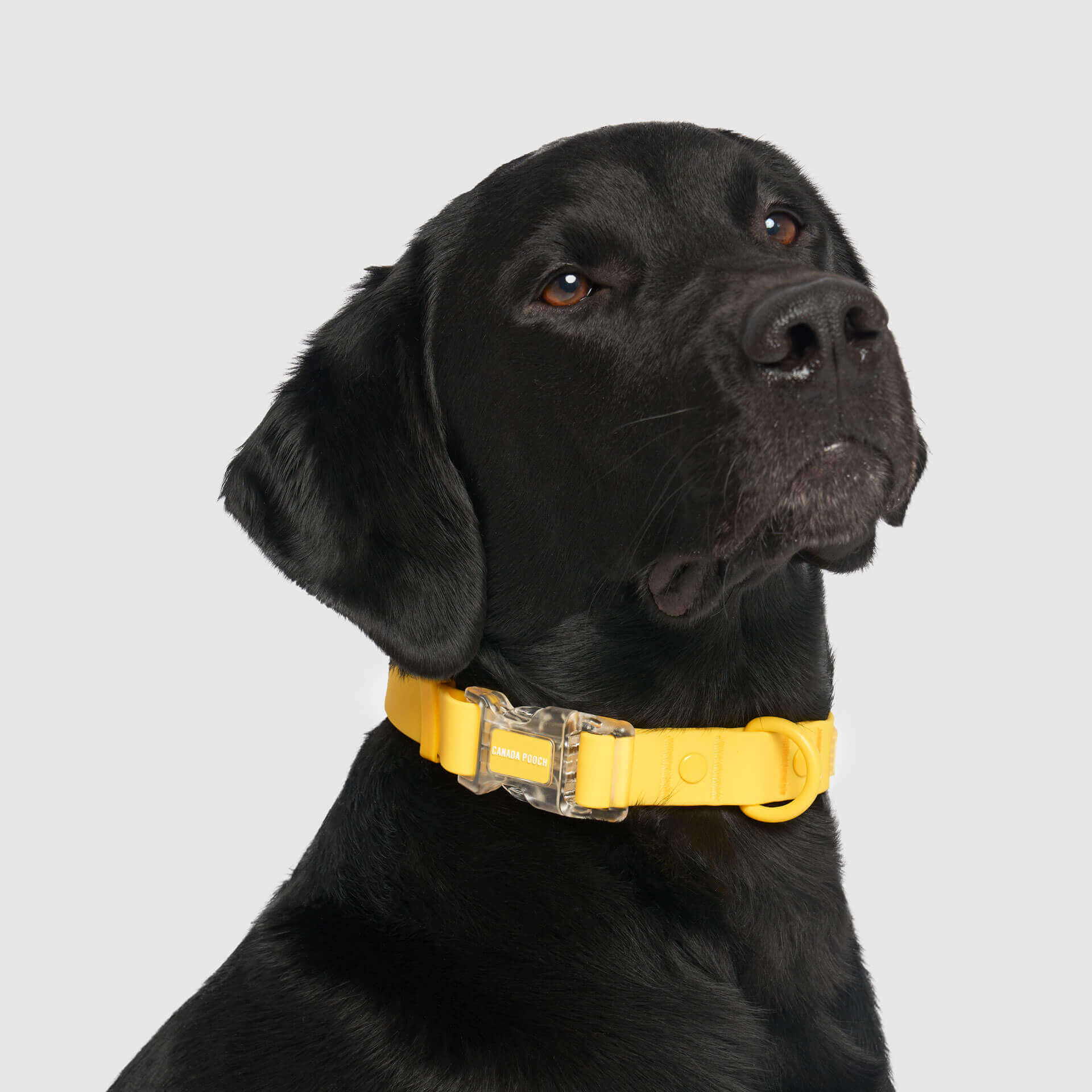 Waterproof Collar - MEF4