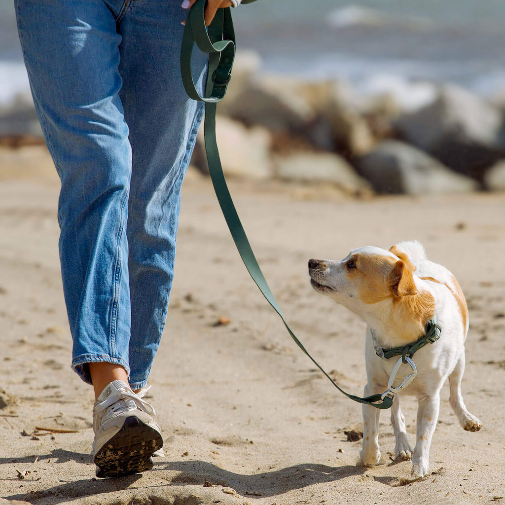 Waterproof Leash - RLEO