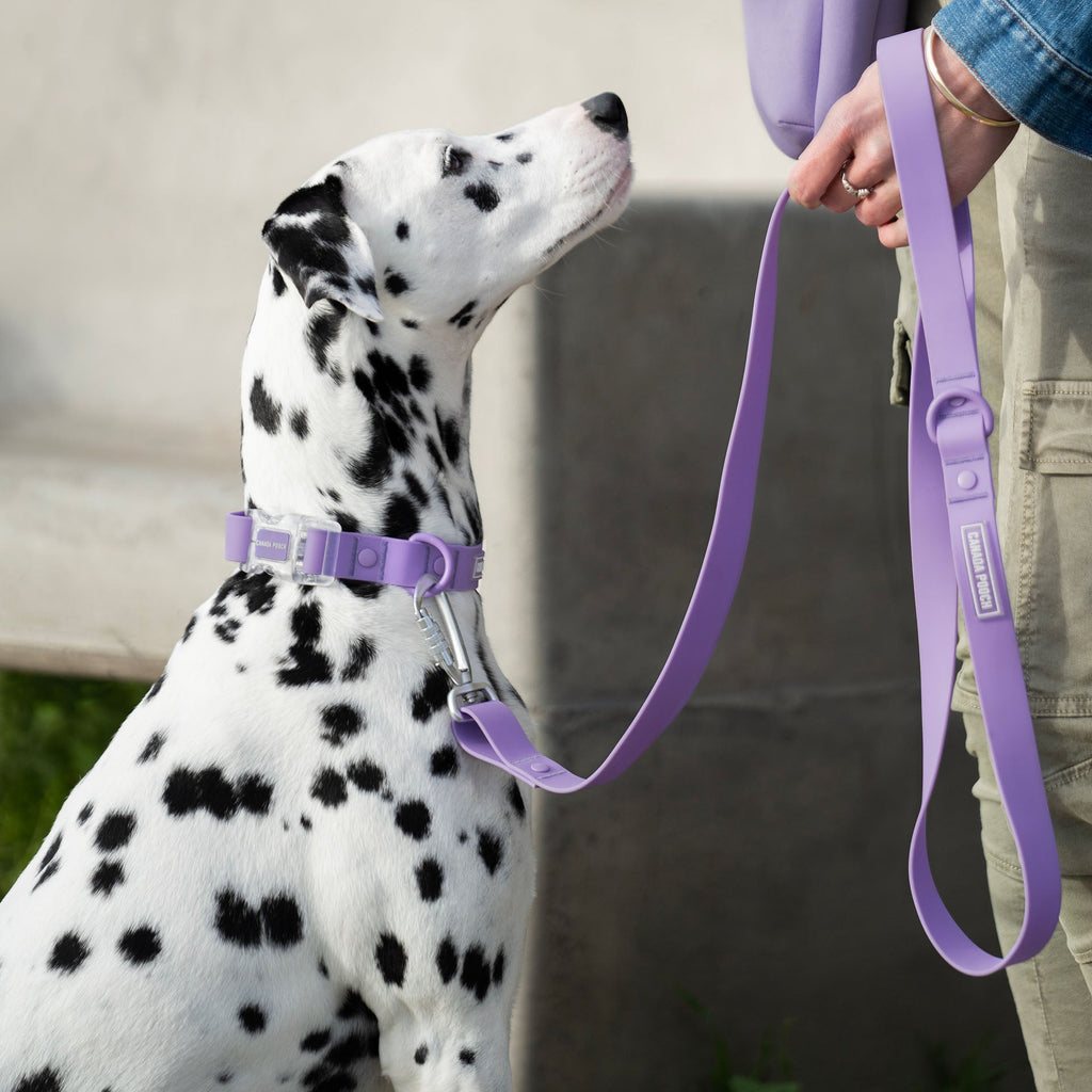 Waterproof Leash - RLEO