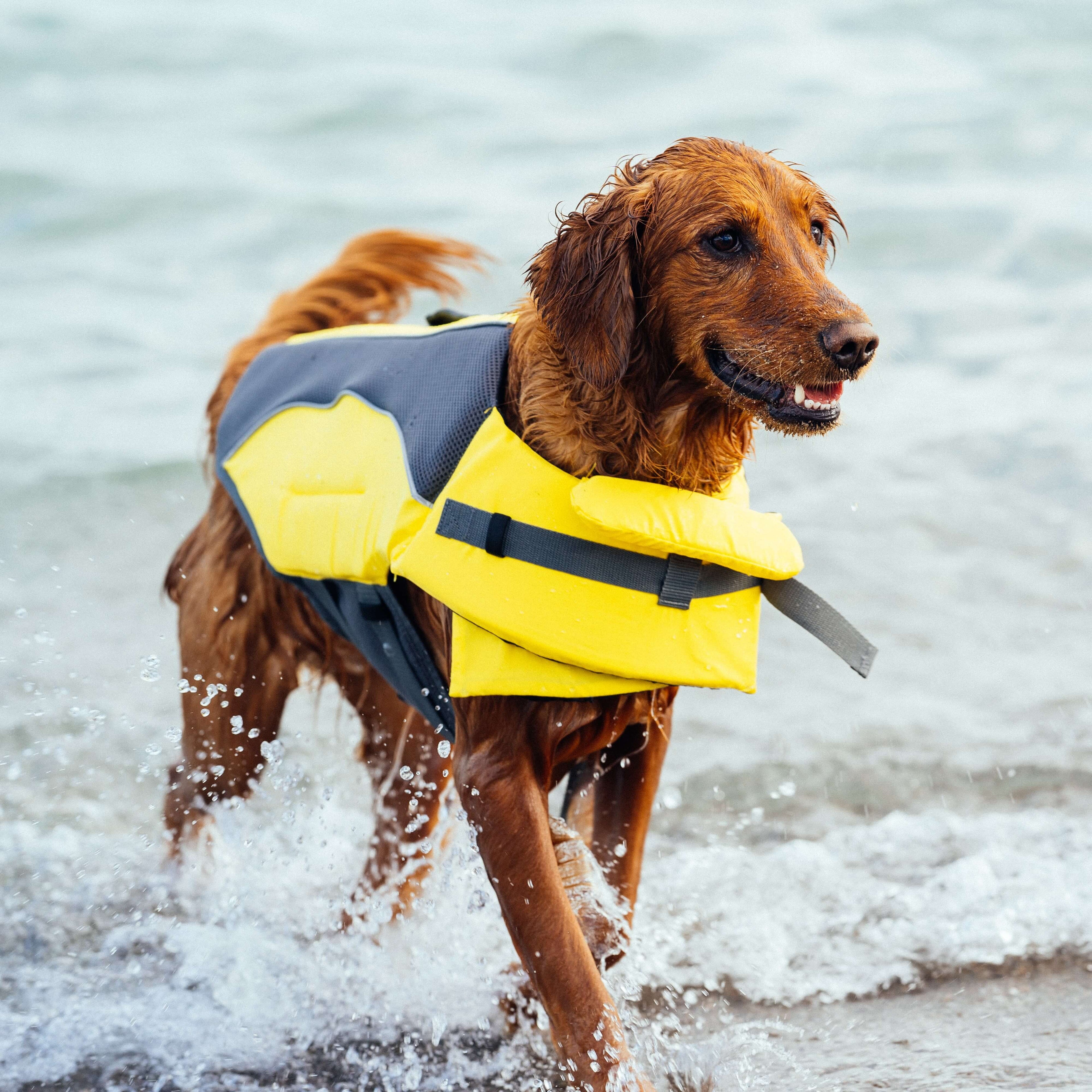 Wave Rider Life Jacket - IMUP